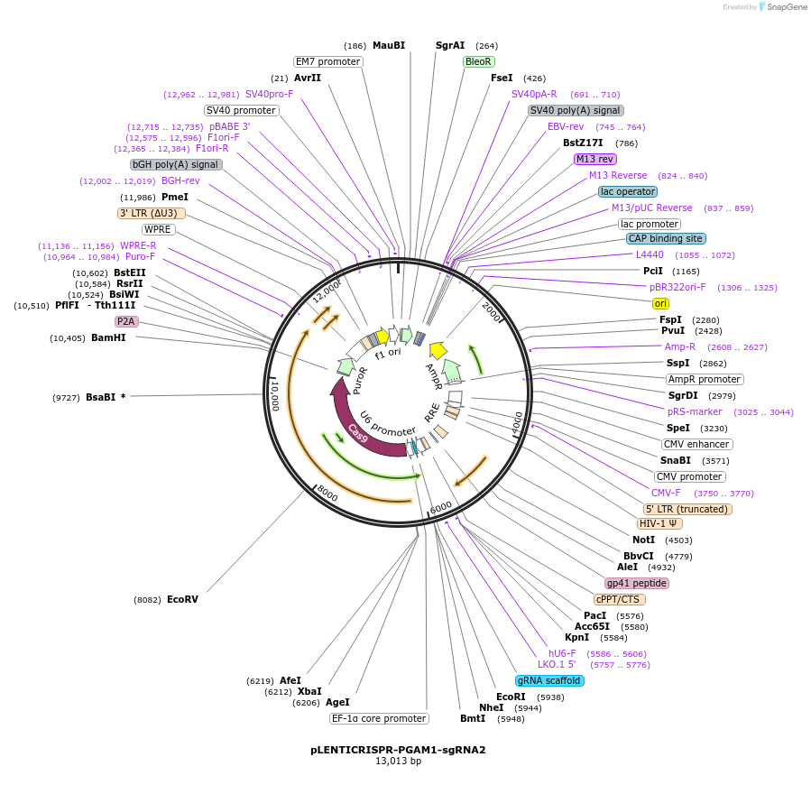 165944-plasmid-map-sequence-id-332806