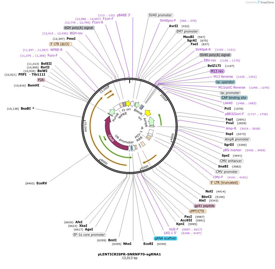 165945-plasmid-map-sequence-id-332807