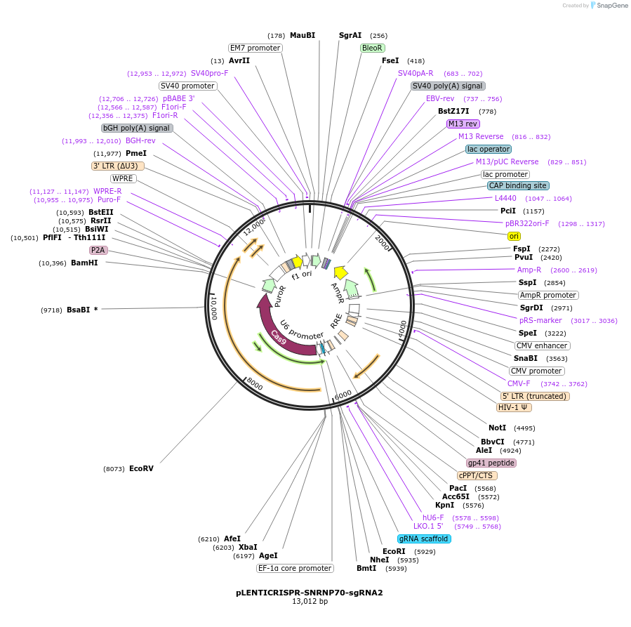 165946-plasmid-map-sequence-id-332808