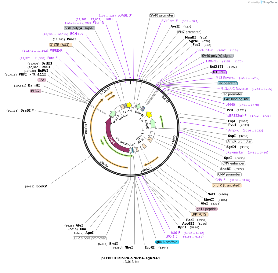 165947-plasmid-map-sequence-id-332809