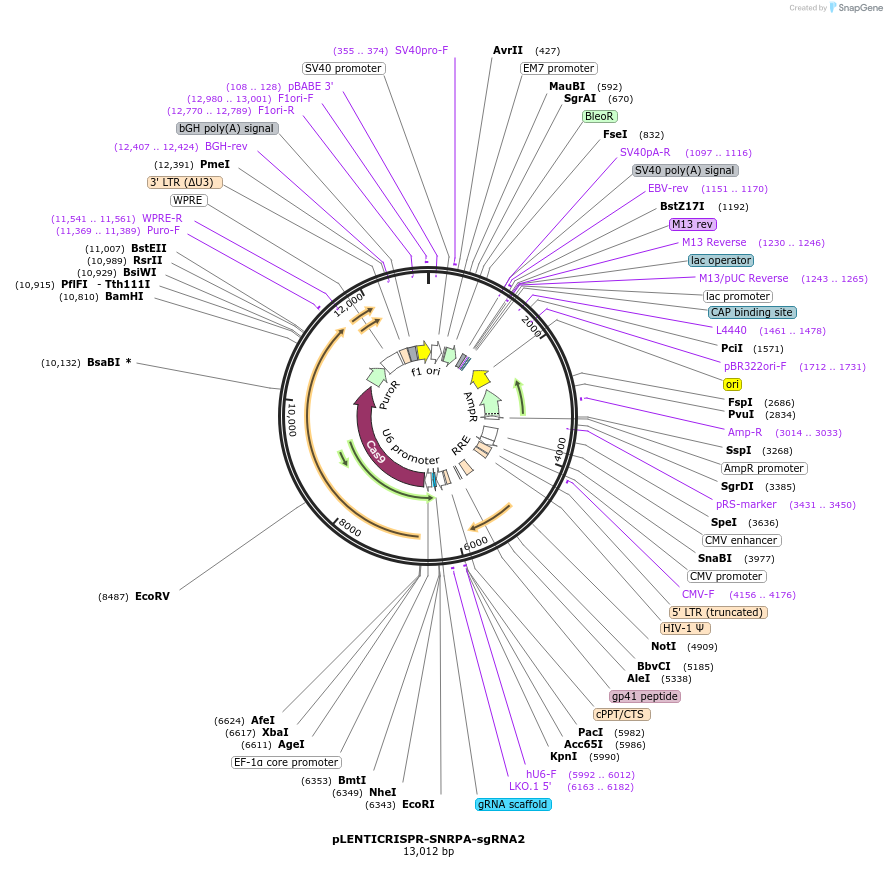 165948-plasmid-map-sequence-id-332810