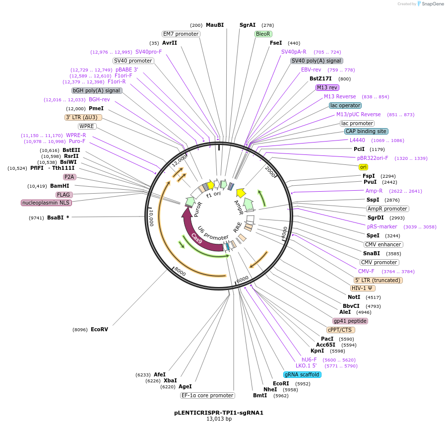 165949-plasmid-map-sequence-id-332811