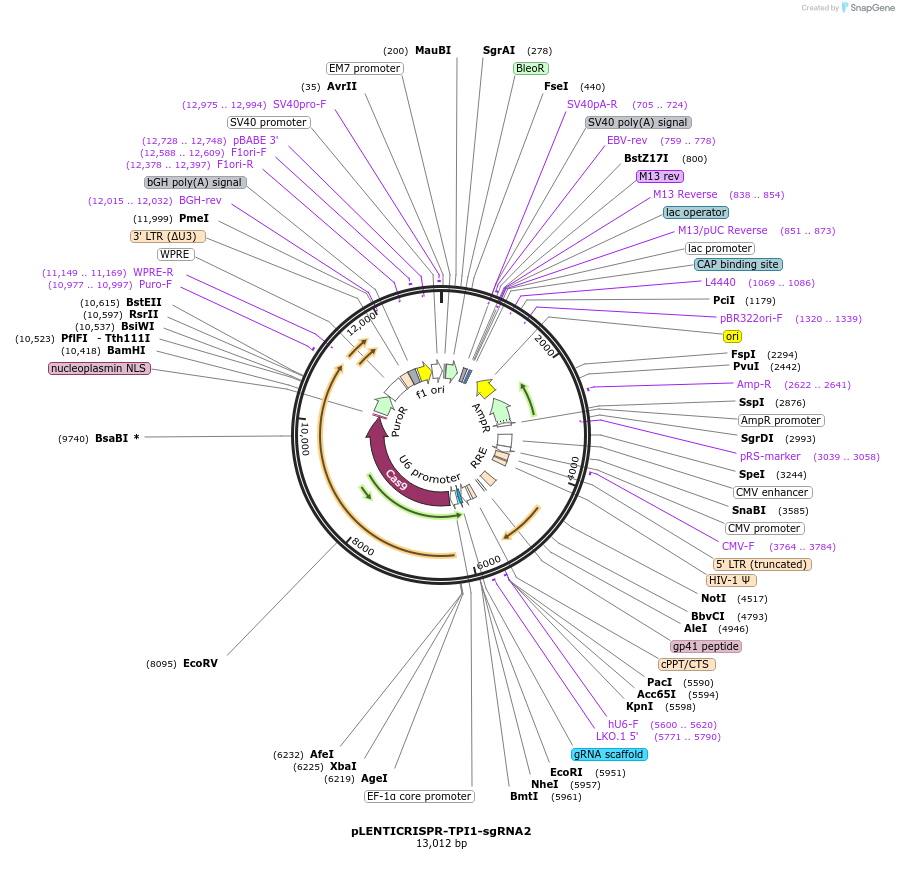 165950-plasmid-map-sequence-id-332814