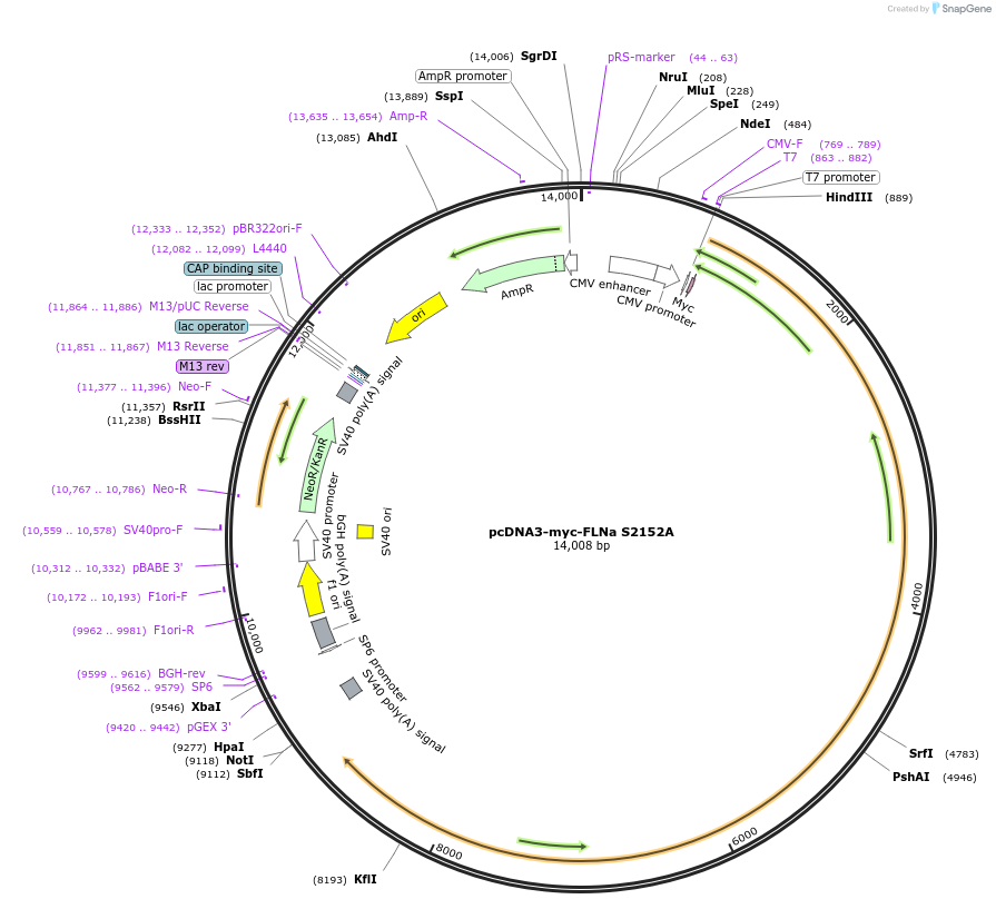 8983-plasmid-map-sequence-id-332829