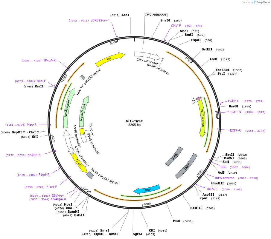 168120-plasmid-map-sequence-id-332858