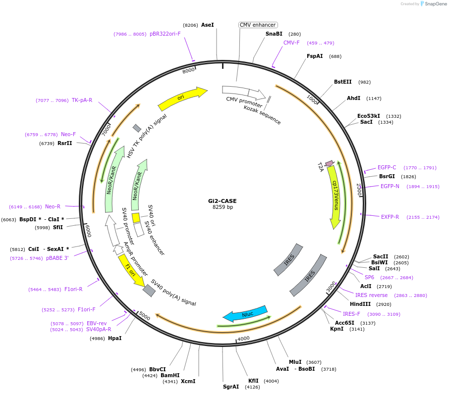 168121-plasmid-map-sequence-id-332861