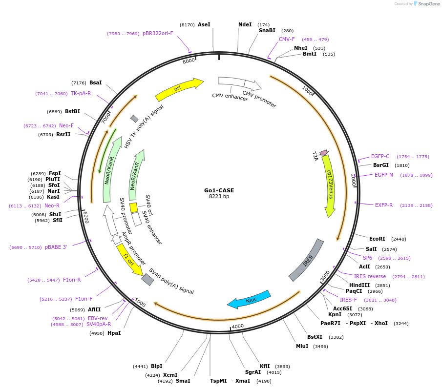 168123-plasmid-map-sequence-id-332865