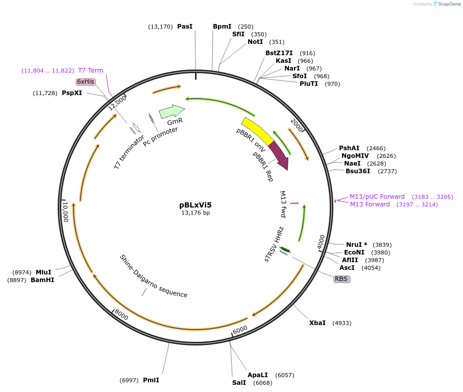 167516-plasmid-map-sequence-id-332866