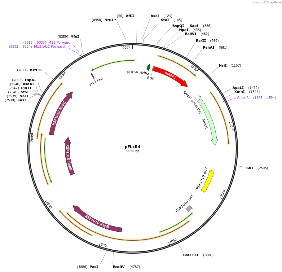 167517-plasmid-map-sequence-id-332867