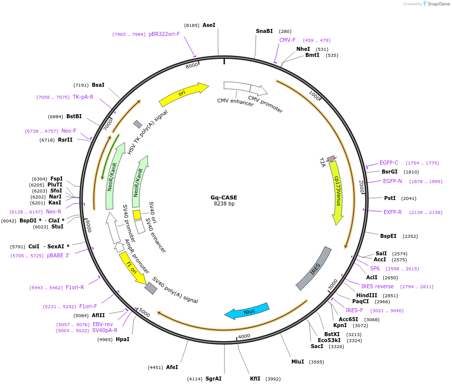 168125-plasmid-map-sequence-id-332869