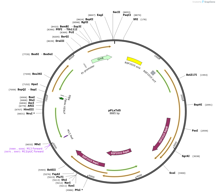 167519-plasmid-map-sequence-id-332870