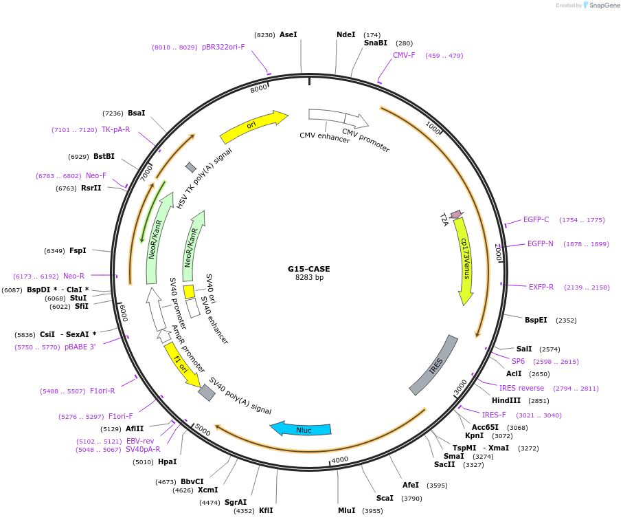 168126-plasmid-map-sequence-id-332871