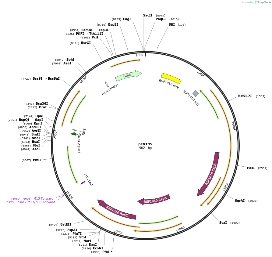 167520-plasmid-map-sequence-id-332873