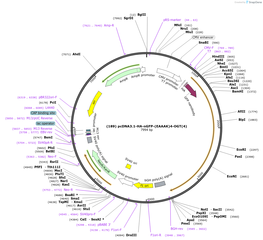 160739-plasmid-map-sequence-id-332897