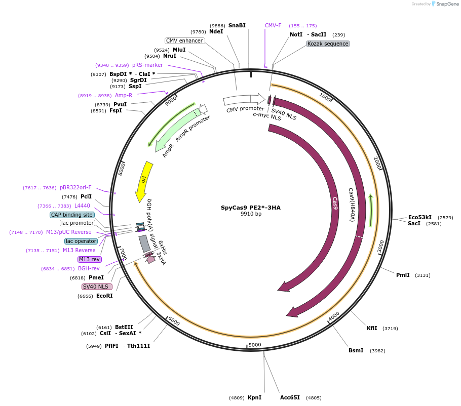 169854-plasmid-map-sequence-id-332900