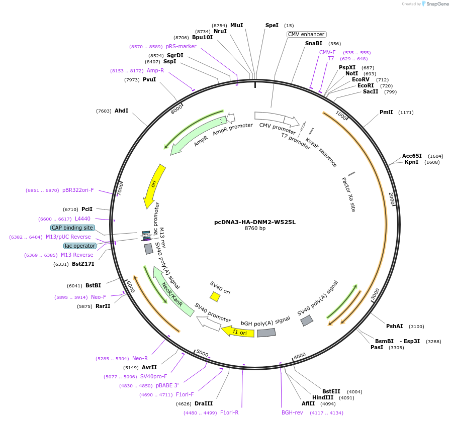 155263-plasmid-map-sequence-id-332910