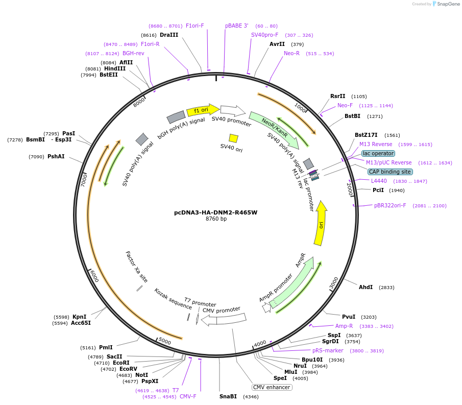 155262-plasmid-map-sequence-id-332911