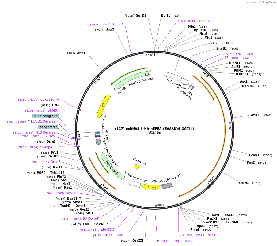 160740-plasmid-map-sequence-id-332914