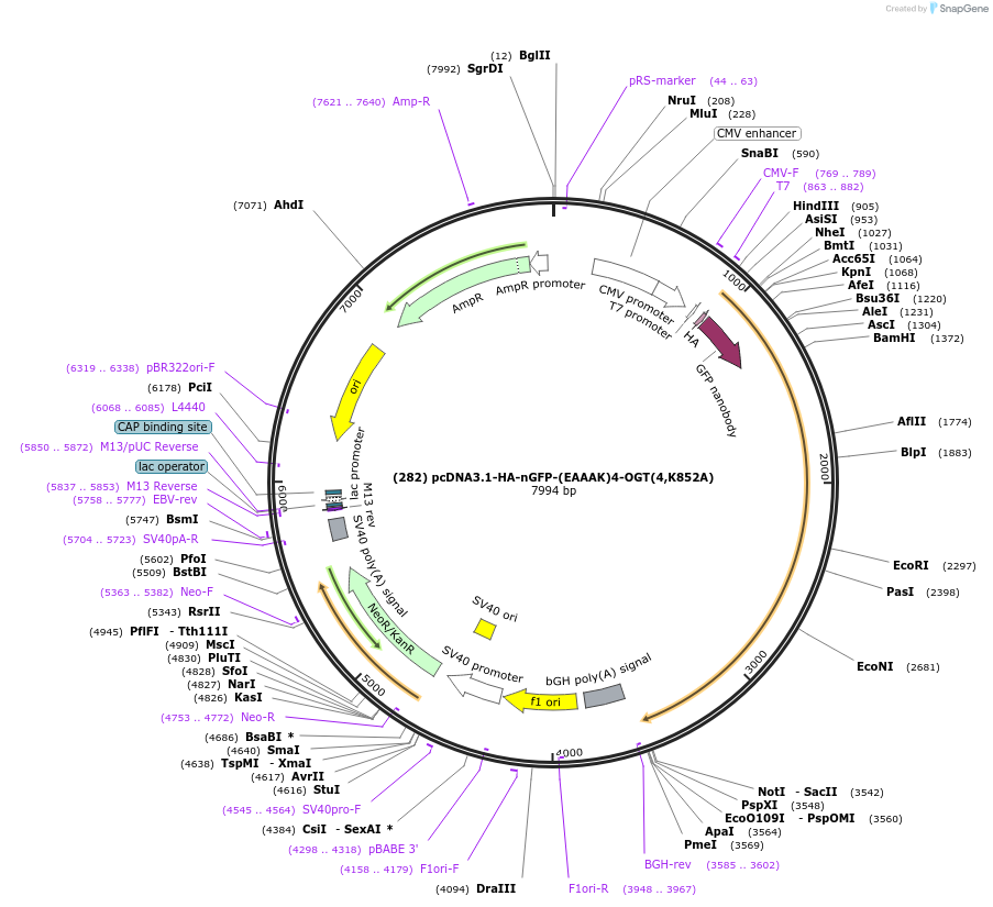 160741-plasmid-map-sequence-id-332923