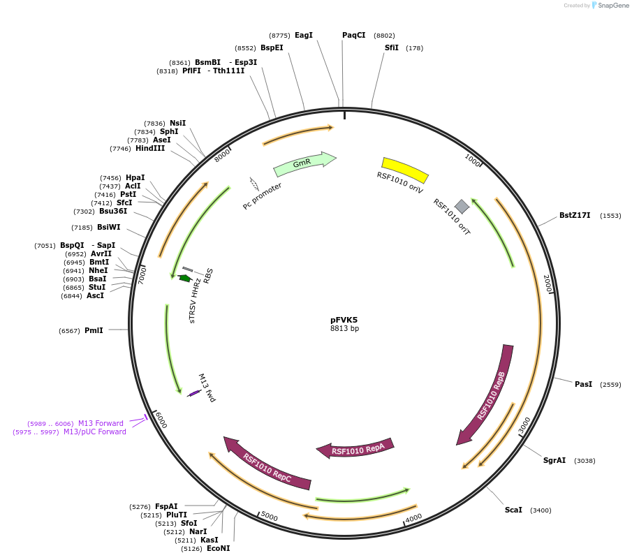 167522-plasmid-map-sequence-id-332934