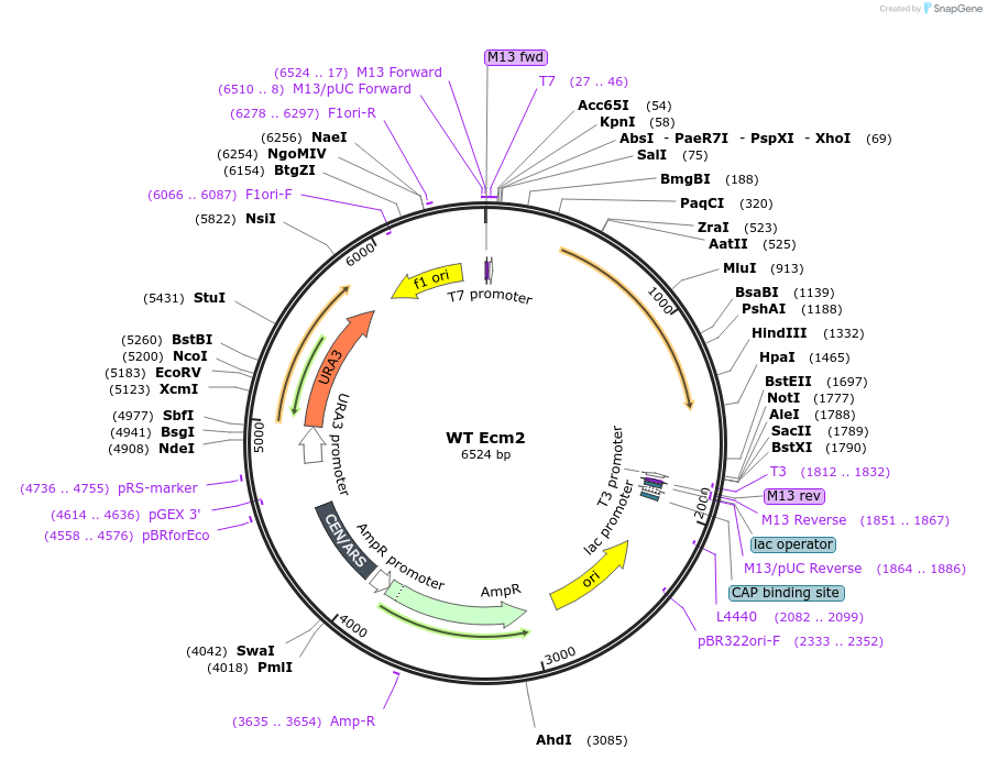 169922-plasmid-map-sequence-id-332935