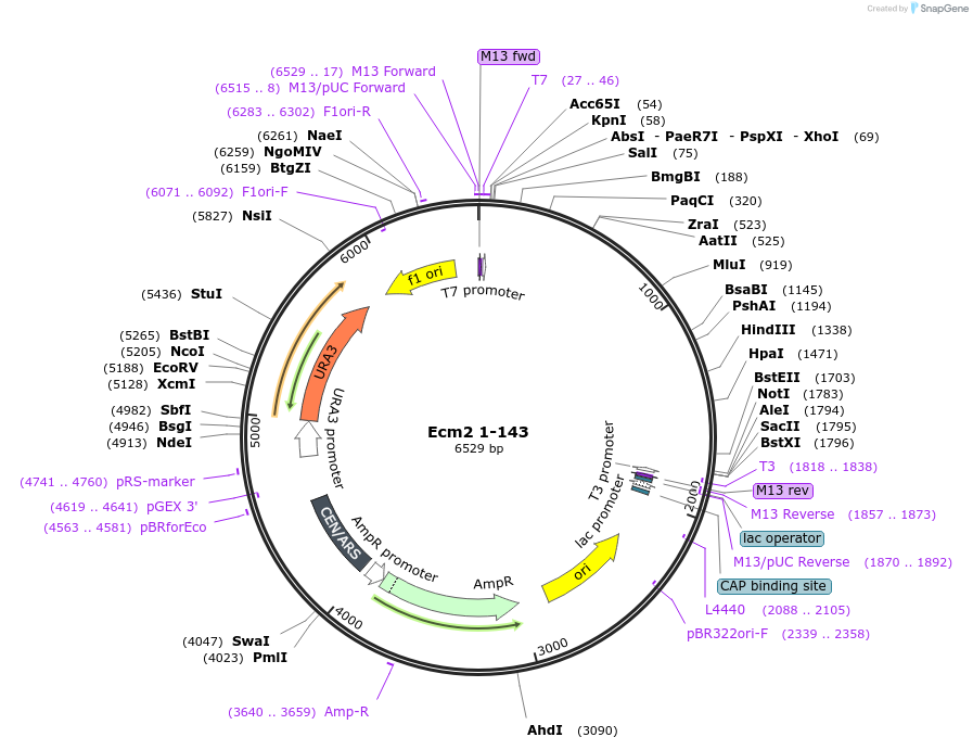 169923-plasmid-map-sequence-id-332936