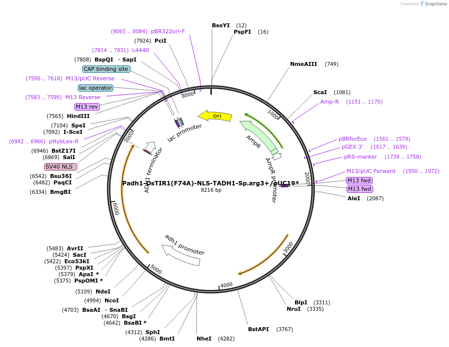 169353-plasmid-map-sequence-id-332957