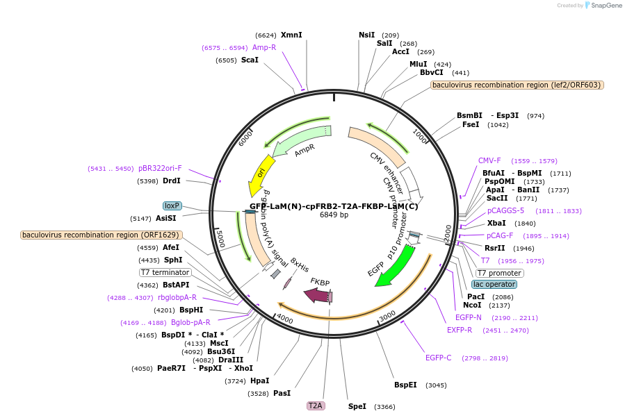 165028-plasmid-map-sequence-id-332959