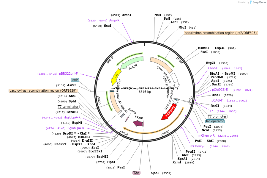 165030-plasmid-map-sequence-id-332960