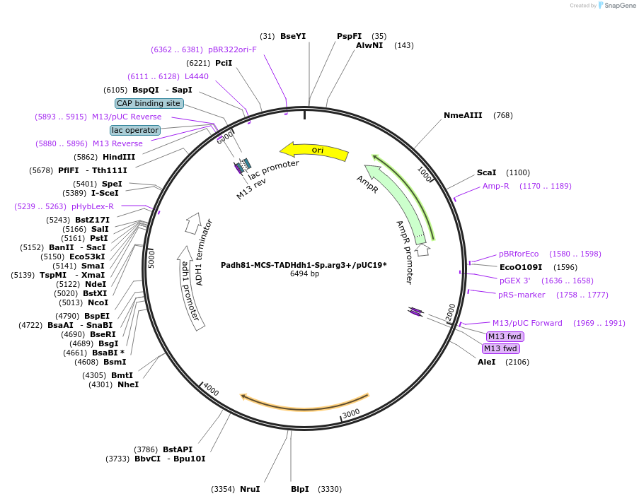 169351-plasmid-map-sequence-id-332961