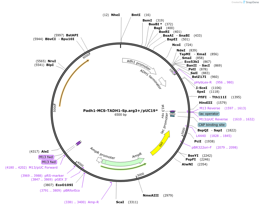 169349-plasmid-map-sequence-id-332962