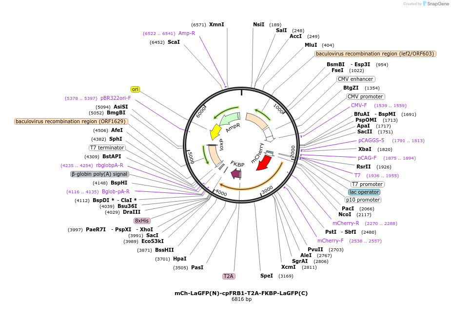 165029-plasmid-map-sequence-id-332977