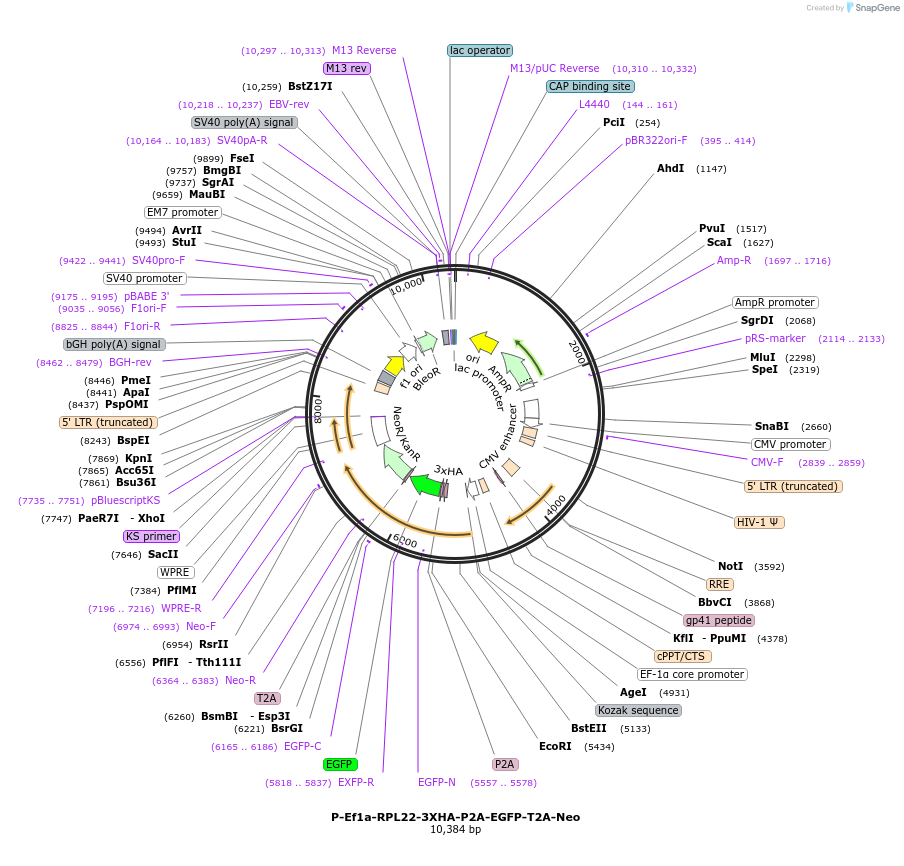 170319-plasmid-map-sequence-id-332982