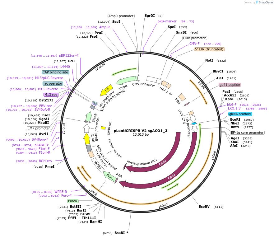 169893-plasmid-map-sequence-id-332993