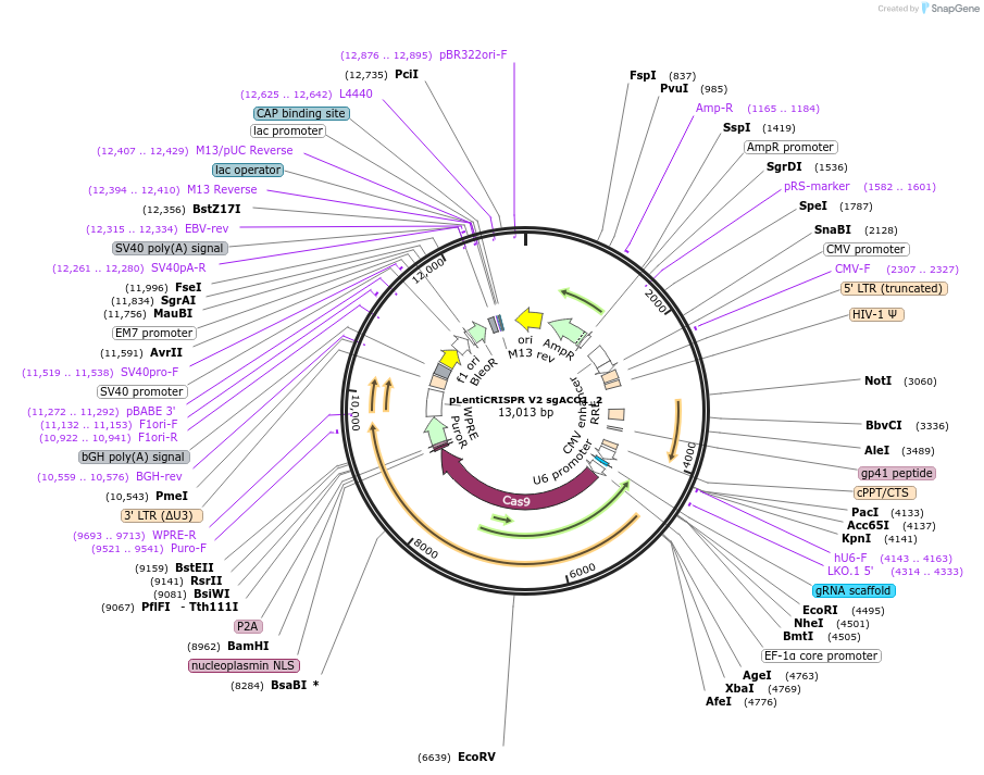 169892-plasmid-map-sequence-id-332994