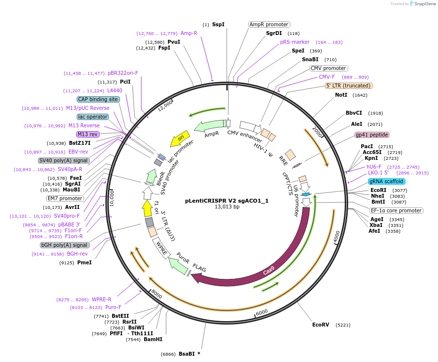 169885-plasmid-map-sequence-id-332995