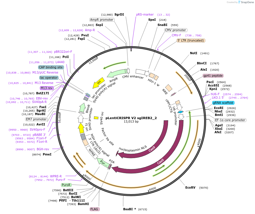 169886-plasmid-map-sequence-id-332996