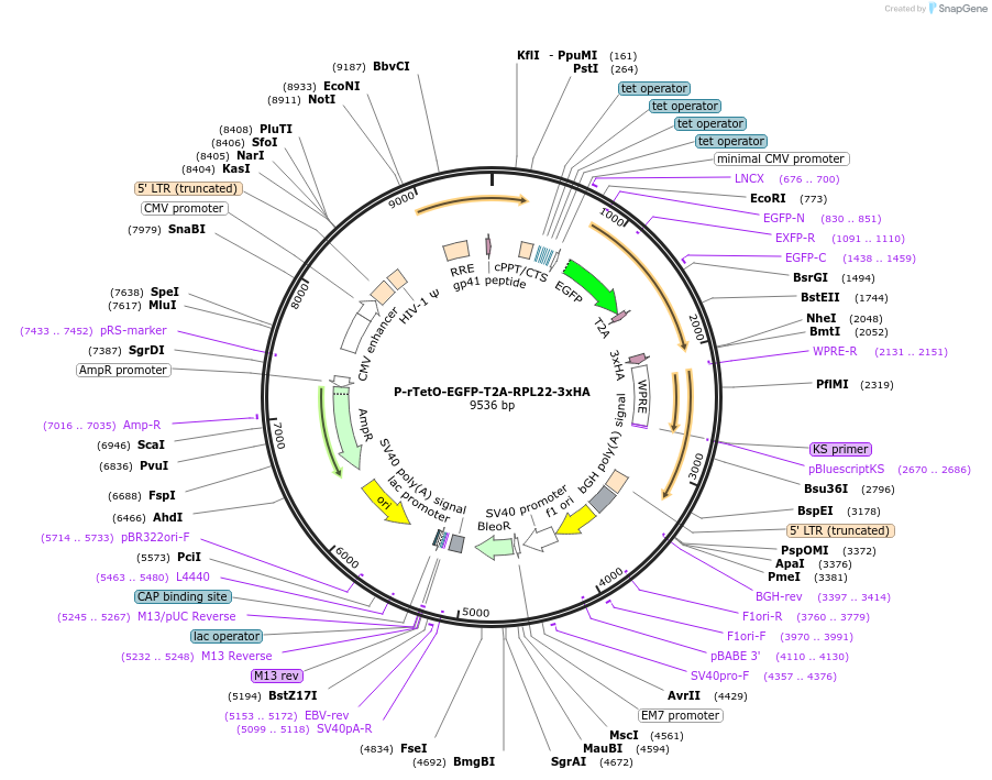 170326-plasmid-map-sequence-id-333005