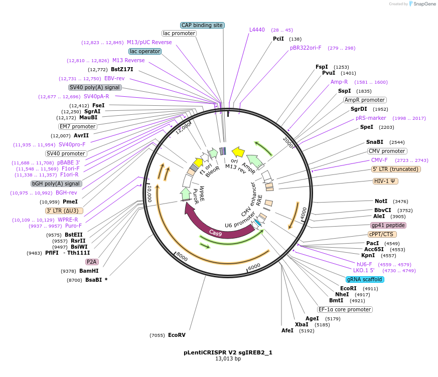 169894-plasmid-map-sequence-id-333012