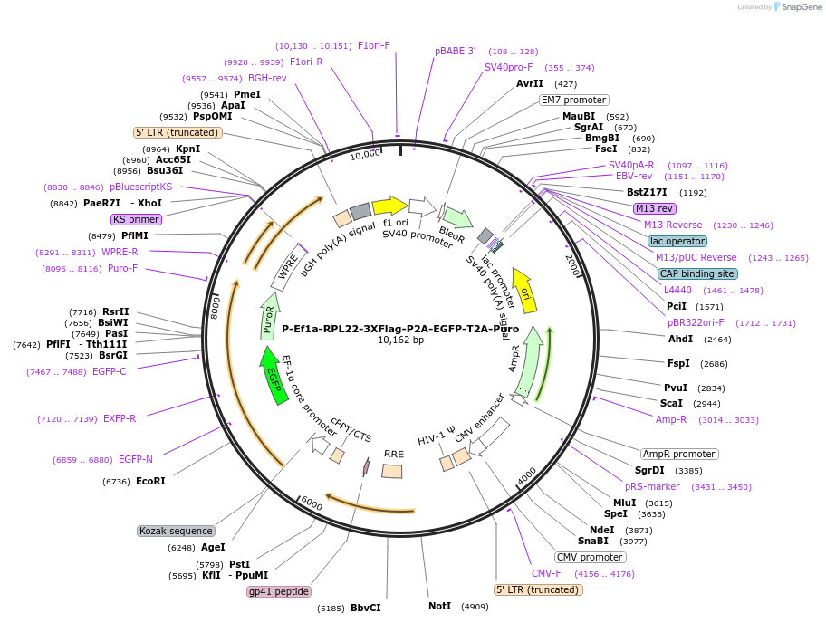 170318-plasmid-map-sequence-id-333013
