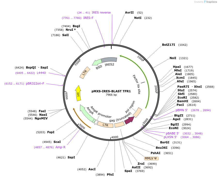169890-plasmid-map-sequence-id-333018