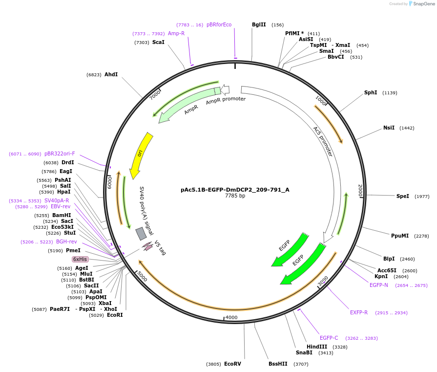145848-plasmid-map-sequence-id-333022