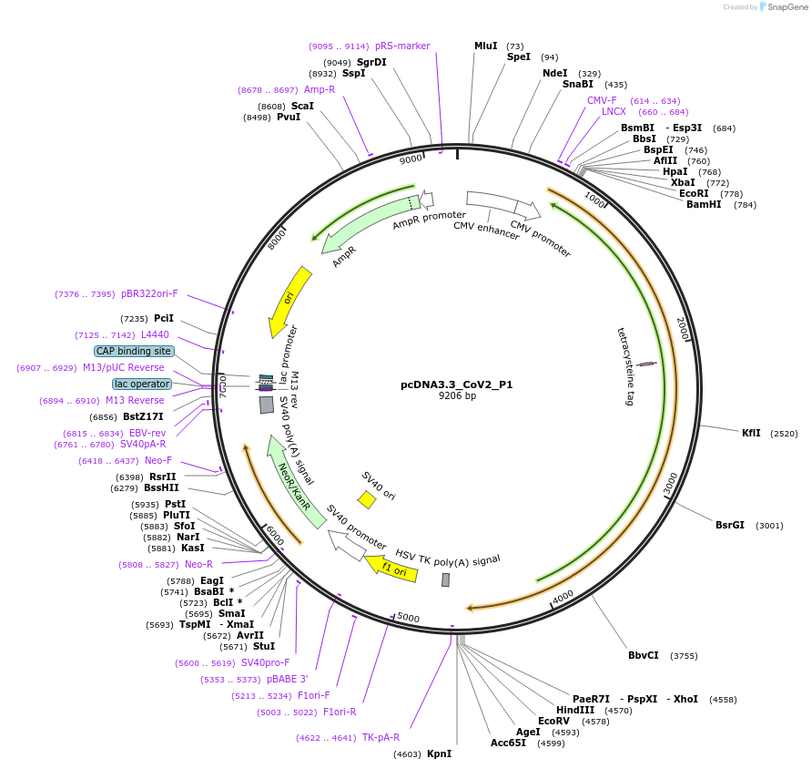 170450-plasmid-map-sequence-id-333035
