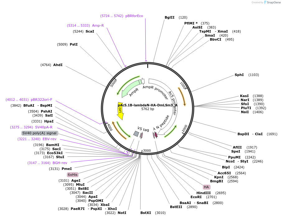 145888-plasmid-map-sequence-id-333037