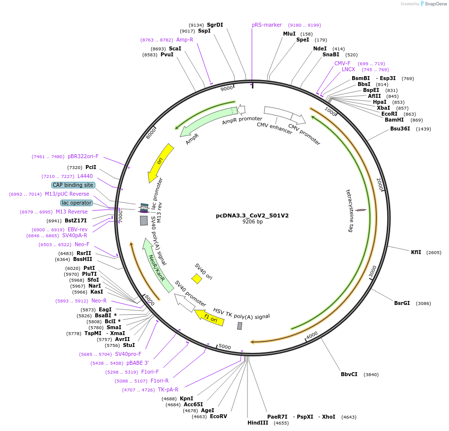 170449-plasmid-map-sequence-id-333042