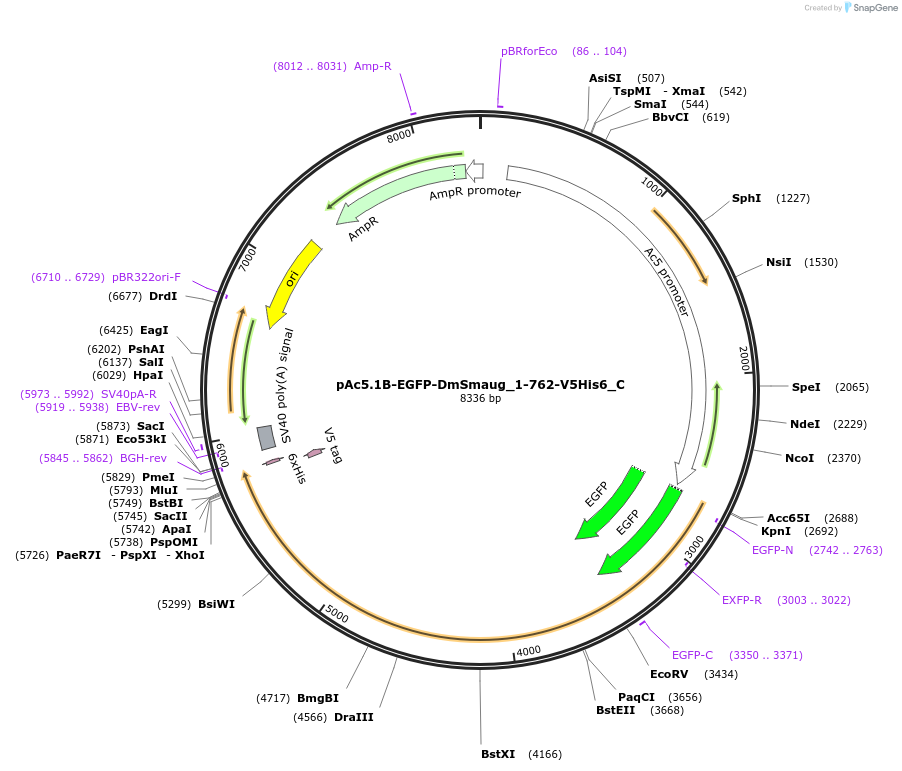 146001-plasmid-map-sequence-id-333046