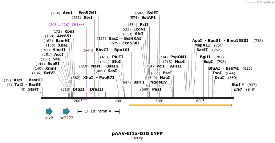 33307_map