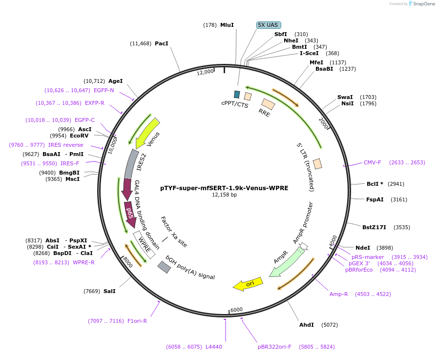 156394-plasmid-map-sequence-id-333083