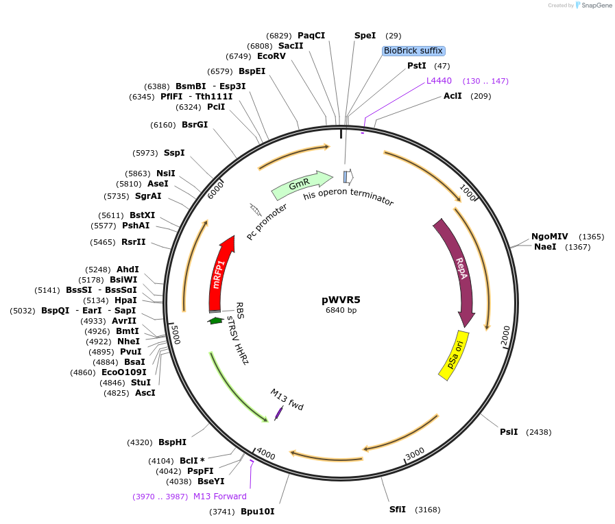 167509-plasmid-map-sequence-id-333084