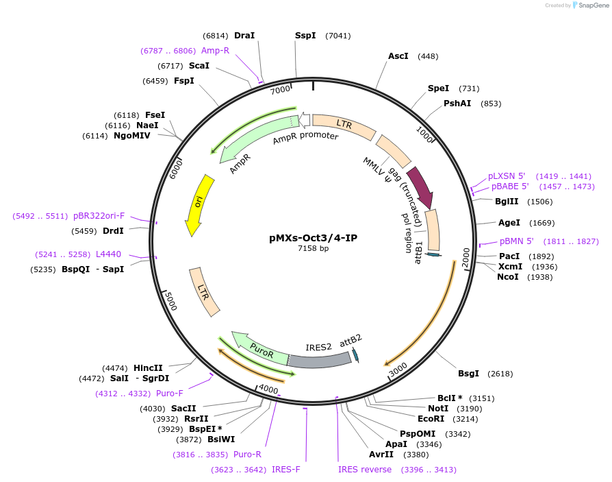 15918-plasmid-map-sequence-id-333085